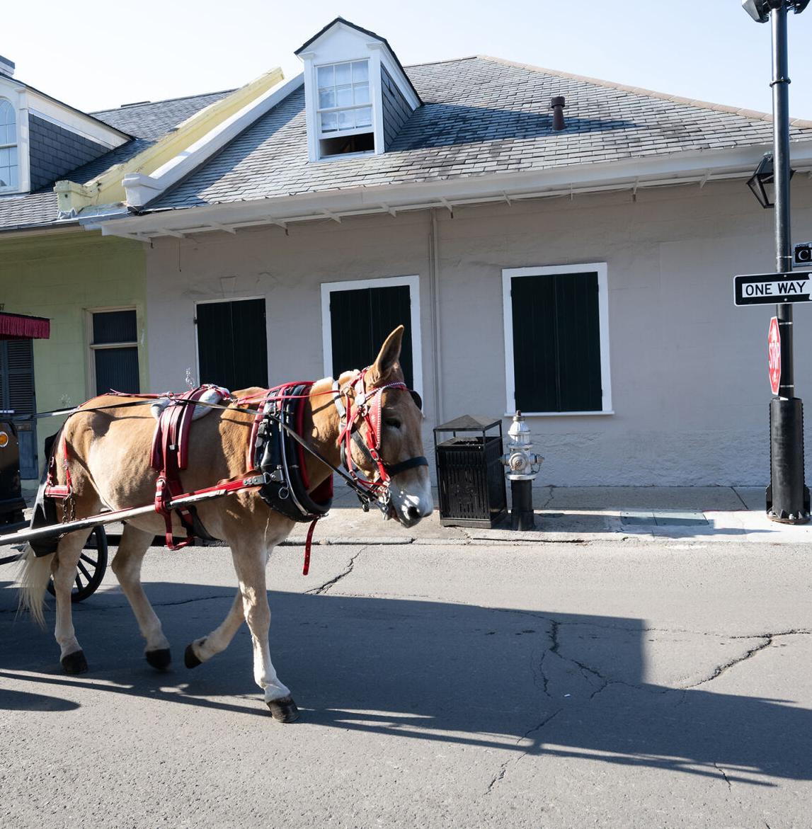 Embracing the Quarter life, a former New Yorker enlivens his 1824 farmhouse with antiques and a dose of whimsy | Home & Garden Douglas 35 December 8, 2022
